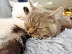 -平行世界·猫咖(首经贸店)