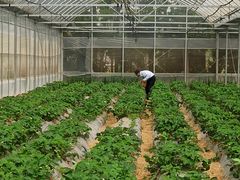 -前小桔亲子创意农场·草莓采摘·露营烧烤