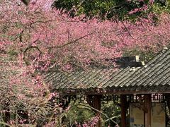 -杭州植物园