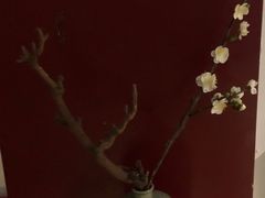 -九朝会昆曲·宴(望京店)
