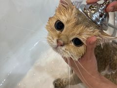 -momokira米努特·德文卷毛猫·棉花面纱犬