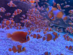 -海合安成都极地海洋公园