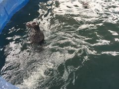 -石家庄极地海洋世界