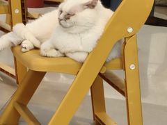 -平行世界·猫咖(首经贸店)