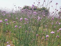 -西京湾花海