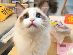 -猫十亿·布偶金渐层·曼基康矮脚猫舍(青年路店)