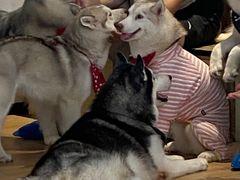 -Husky Go! 哈士奇体验馆·宠物咖啡厅狗咖