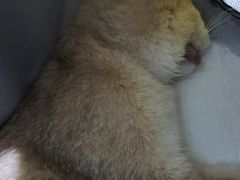 -纳吉亚猫专科动物医院·北北分院