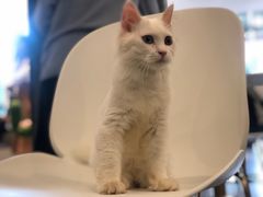 -飞行喵MR PILOT|猫舍·猫咖(静安大融城店)