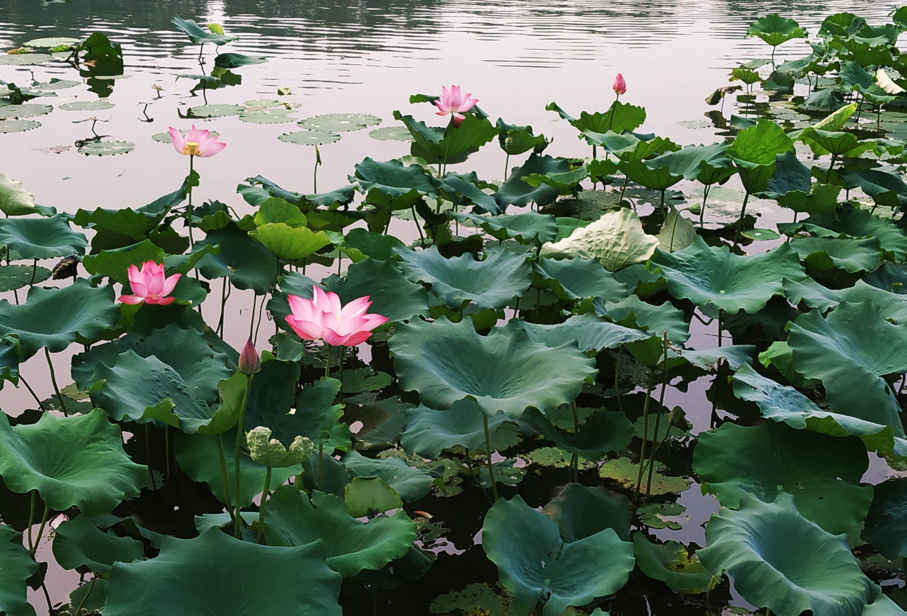 抓住北京夏日  映日荷花别样红  一花一草一世界  湖边美景  自然