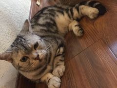 -猫友咖啡店(玉林西路店)