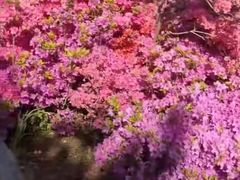 -羊亭河湿地公园