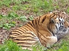 -哈尔滨北方森林动物园