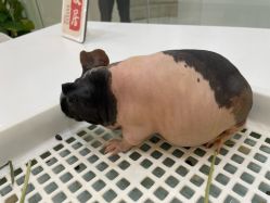 -Moni星球萌宠·小马宝莉·灵蛇·高端高阶全萌宠互动体验俱乐部(红豆国际广场店)