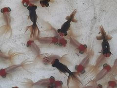 -华声天桥民俗文化园