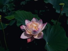 -白洋淀景区