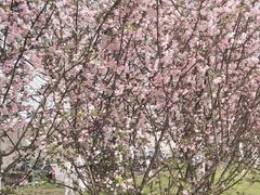 -武汉大学-樱园