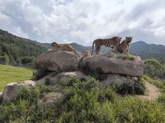 -横道河子东北虎林园