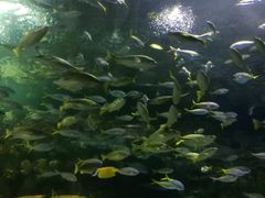 -上海海洋水族馆-停车场