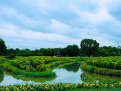 -花开海上生态园