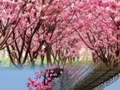 -天适樱花悠乐园