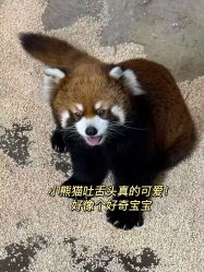 -Zoolung Zoolung动物主题公园(海信广场店)