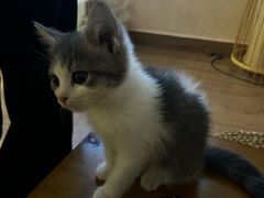 -楼上猫咖(罗湖店)
