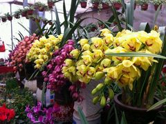 android_upload_pic-金陵花卉交易市场