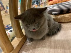 -飞行喵MR PILOT|猫舍·猫咖(静安大融城店)