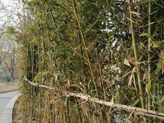 -大兴滨河森林公园