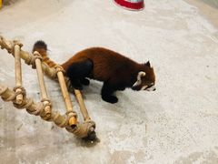 -海合安武汉极地海洋公园