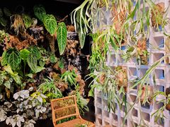 -自由生长植物工作室(深港花卉中心店)