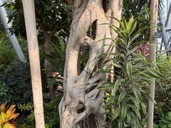 -北京植物园-展览温室