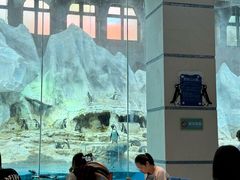 -帝企鹅自助餐厅•儿童岛•真企鹅(长隆企鹅酒店)