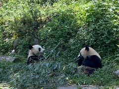 -中国大熊猫保护研究中心雅安碧峰峡基地