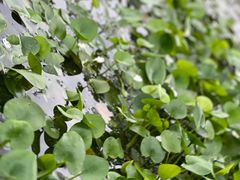-白塘生态植物园