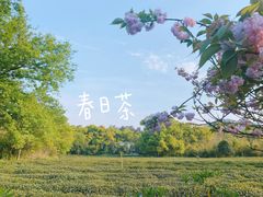-九里云松·天香餐厅