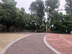 -银湖山郊野公园-相思林