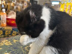-平行世界·猫咖(首经贸店)