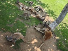 -西霞口神雕山野生动物世界