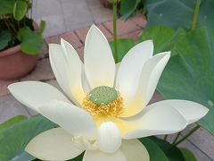 -莲花池公园