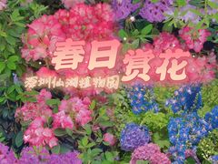 -深圳仙湖植物园