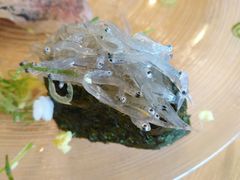 -沼津魚がし鮨(御殿場アウトレット店)