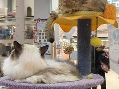 -COLOR PETS 撸猫馆·购猫·猫咖(长风大悦城店)