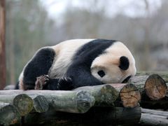 -都江堰中华大熊猫苑