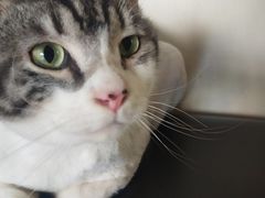 -芭比堂宠物医院·全科爱猫医院·仁德分院