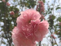 -天适樱花悠乐园