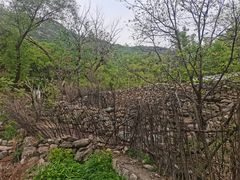 -大岭沟猕猴桃谷风景区