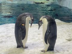 -珠海长隆海洋王国