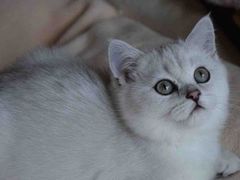 -客栈猫舍(中央北路店)